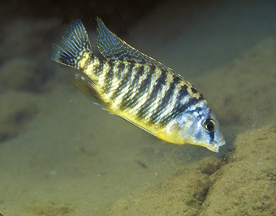 Protomelas fenestratus 'Gome'